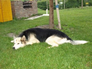 K640 2009 Grillfeier (12)